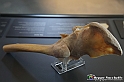 VBS_3062 - Articolazione dell'anca - Mostra Body Worlds
